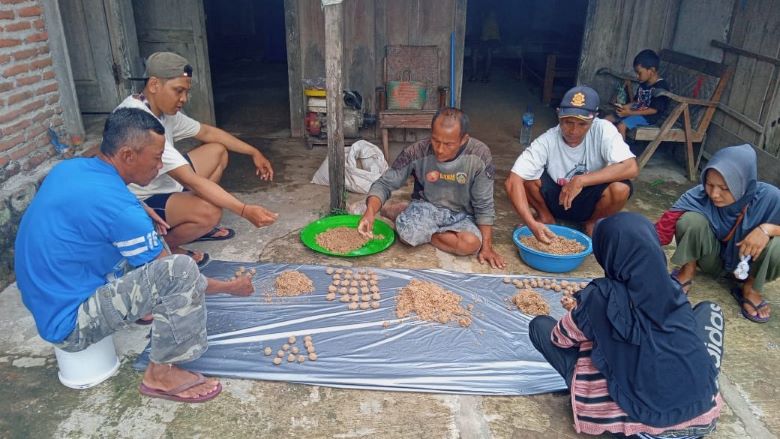 Pembuatan Pil KB Tikus Salah Satu Cara Tepat Kendalikan Populasi Tikus