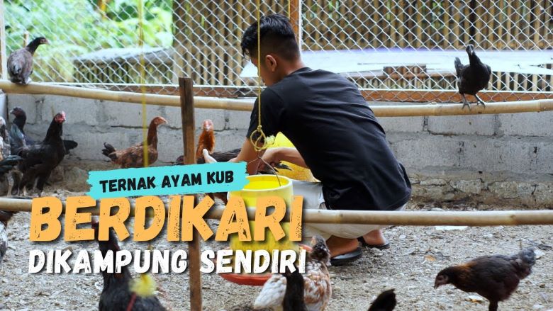 Channel Inspirasi : Pilih Ternak Ayam KUB di Kampung Halaman