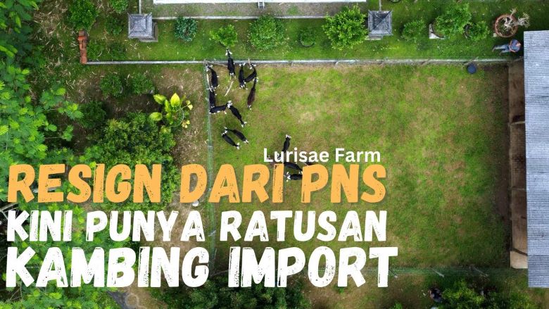Channel Inspirasi : Sukses Ternak Kambing Impor Kandang Semi Umbaran, Lebih Sehat dan Produktif